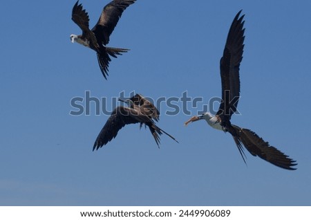 Fishing birds fighting in Rio Lagartos