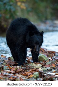 fishing black bear in british columbia