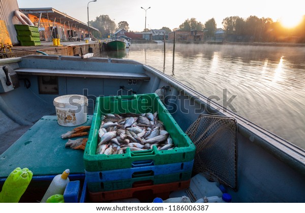 Fishing boat with fish at\
sunrise.