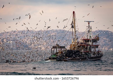 Fishing Boat Heavily Loaded By Fishes In Its Back Is Being Followed By Hundreds Of Seagulls So That They Can Be Fed As Well. Seagull Attack To Fishing Boat In Istanbul, Bosporus. Fishing Season.