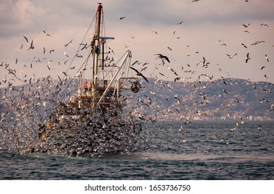 Fishing boat out on the water of Bosphorus, Istanbul catching fish and hundreds of seagulls are chasing the boat to grab a fish from its net. Fishing season opened.
