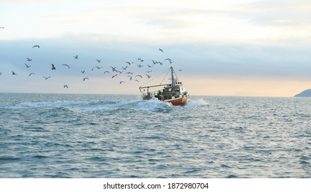 Fishing boat surrounded by black-headed gulls in coming back to the port at the sunset