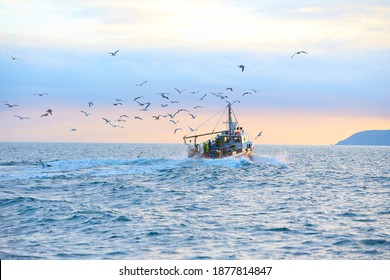 Fishing boat surrounded by black-headed gulls in coming back to the port at the sunset - Powered by Shutterstock