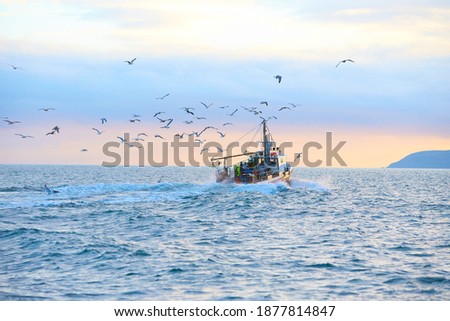 Fishing boat surrounded by black-headed gulls in coming back to the port at the sunset