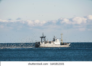 Fishing Boat Trawling In The Black Sea Surrounded By A Mass Of Seagulfs.