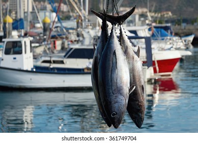 Fishing Boat Unloading Tuna At Harbor Pier