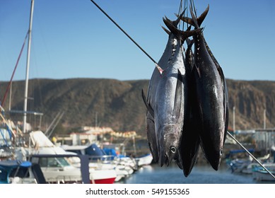 Fishing Boat Unloading Tuna At Harbor Pier