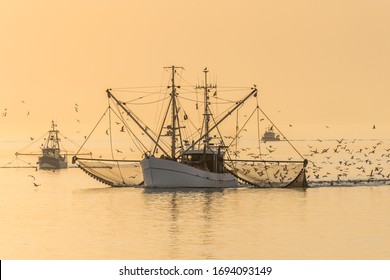 Fishing Boats With Nets And Swarm Of Seagulls At Sunset, North Sea, Germany