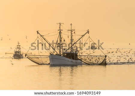 Fishing Boats with Nets and Swarm of Seagulls at Sunset, North Sea, Germany