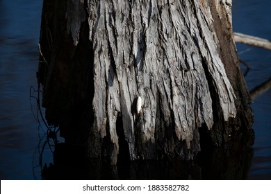 Fishing Bobber Hung On Tree Trunk Just Above Swamp Water