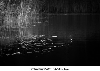 The Fishing Bobber Is In A Pond Among The Water Lily