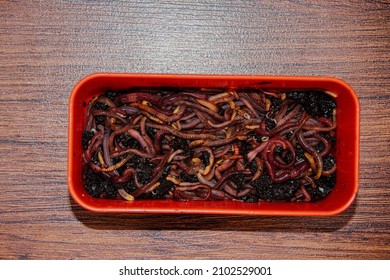 Fishing Box With Red Worms, A Favorite Bait For Large Bream. Fish Worm Farming.Compost From Organic Waste. Own Breeding Of Red Worms. 