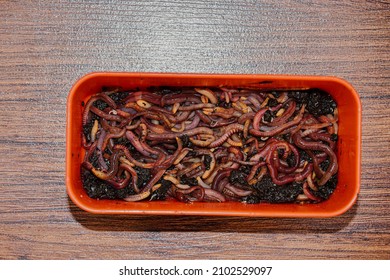 Fishing Box With Red Worms, A Favorite Bait For Large Bream. Fish Worm Farming.Compost From Organic Waste. Own Breeding Of Red Worms. 