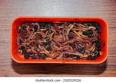 Fishing Box With Red Worms, A Favorite Bait For Large Bream. Fish Worm Farming.Compost From Organic Waste. Own Breeding Of Red Worms. 