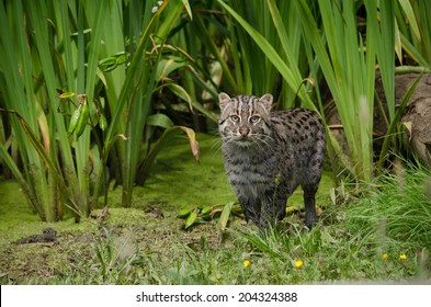 Fishing Cat