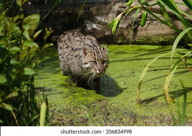 Fishing Cat