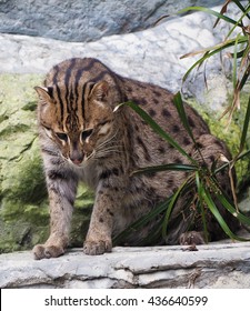 Fishing Cat