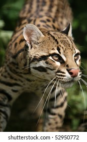 Fishing Cat