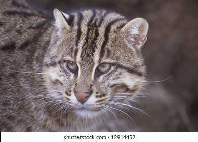 Fishing Cat (Prionailurus Viverrinus)