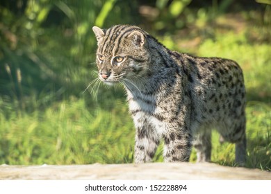 Fishing Cat (Prionailurus Viverrinus)