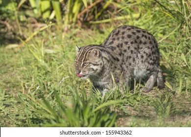 Fishing Cat (Prionailurus Viverrinus) 