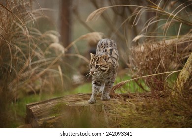 Fishing Cat (Prionailurus Viverrinus)