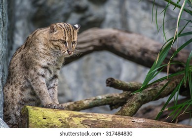 Fishing Cat (Prionailurus Viverrinus)