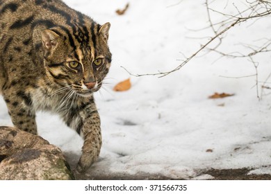 Fishing Cat (Prionailurus Viverrinus)