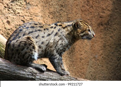 Fishing Cat (Prionailurus Viverrinus)