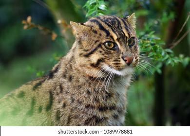 Fishing Cat Prionailurus Viverrinus Portrait Green Stock Photo ...