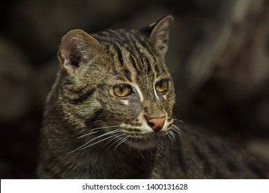 43 Felis viverrina Images, Stock Photos & Vectors | Shutterstock