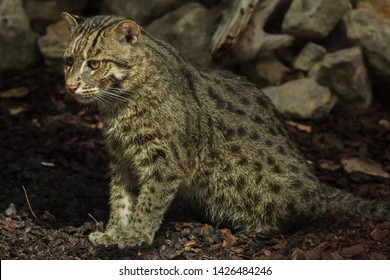 43 Felis viverrina Images, Stock Photos & Vectors | Shutterstock