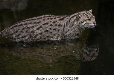 43 Felis viverrina Images, Stock Photos & Vectors | Shutterstock