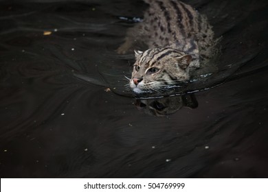 フィッシングキャット