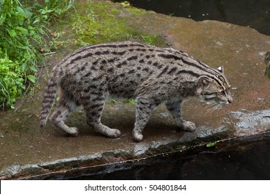 43 Felis viverrina Images, Stock Photos & Vectors | Shutterstock