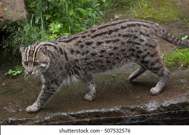 43 Felis viverrina Images, Stock Photos & Vectors | Shutterstock