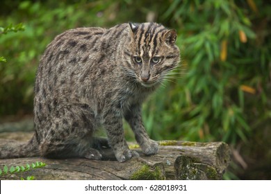 43 Felis viverrina Images, Stock Photos & Vectors | Shutterstock