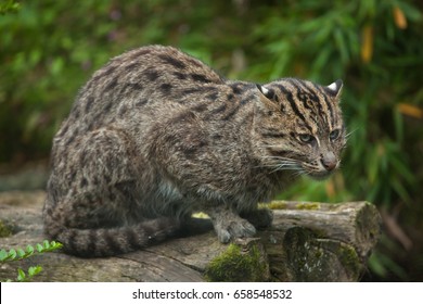 43 Felis viverrina Images, Stock Photos & Vectors | Shutterstock