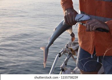 Fishing Catch And Release, Juvenile Reef Shark In East Arnhem, Arafura Sea Northern Territory, Australia