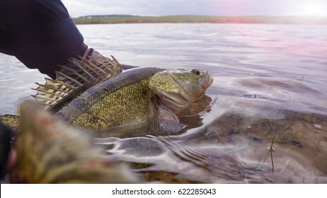 Fishing. I Catch And Release. Pike Perch On Freedom.