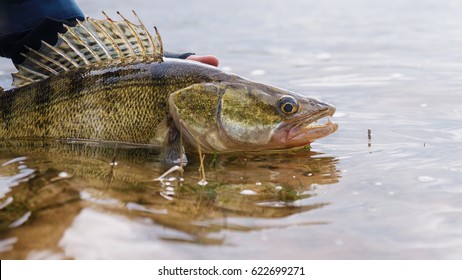 Fishing. I catch and release. Pike perch on freedom.