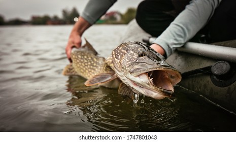 Fishing. Catch And Release Trophy Pike.