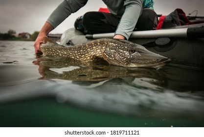 Fishing. Catch And Release Trophy Pike.