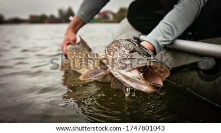 Fishing. Catch and release trophy Pike.