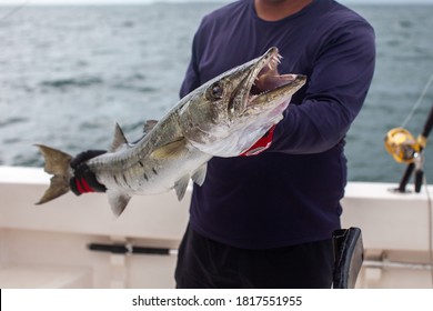 Fishing charter guide holds up a barracuda from a boat in Varadero, Cuba