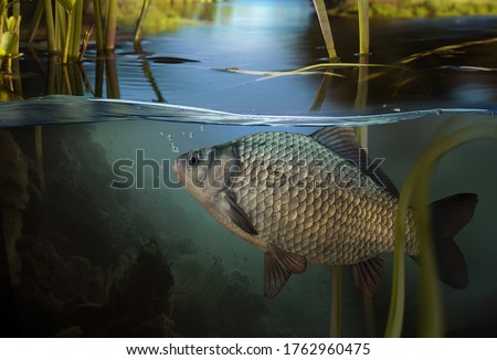 Fishing. Close-up shot of a fish hook under water