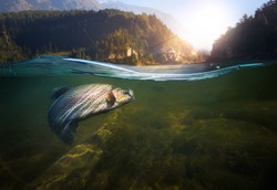 Fishing. Close-up Shut Of A Fish Hook Under Water
