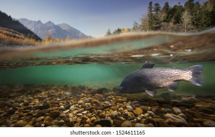 Fishing. Close-up Shut Of A Fish Under Water.