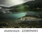 Fishing. Close-up shut of a zander fish under water.	