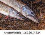 Fishing concept, trophy catch - two big freshwater pikes fish know as Esox Lucius just taken from the water on keep net. Freshwater Northern pikes fish know as Esox Lucius and fishing equipment. 
